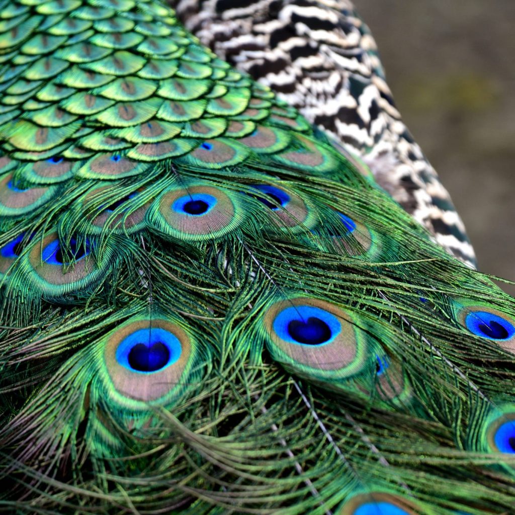 Pfau